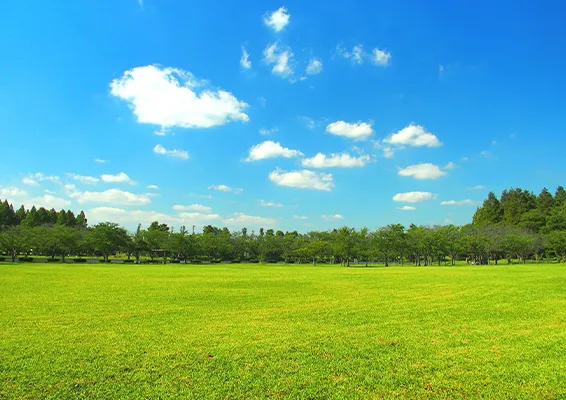 シンプルな草原の写真